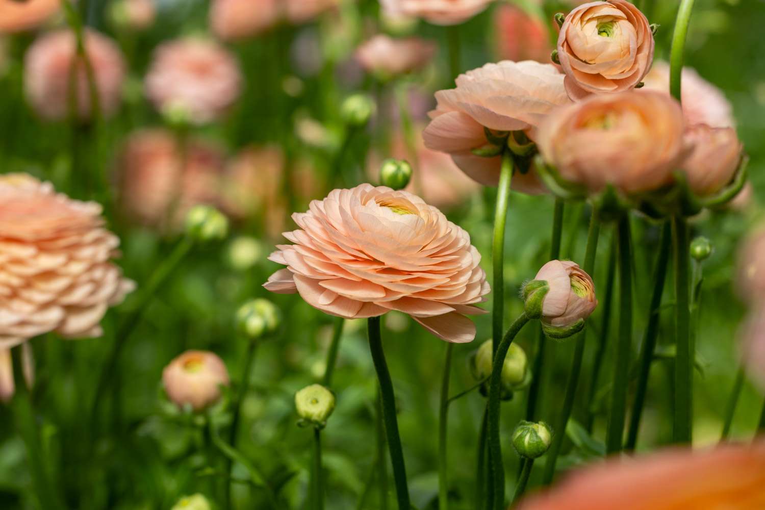 Renoncule 'Elegance® Salmon'